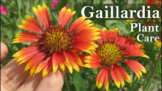 Gaillardia Flower  Gaillardia Plant Care  Blanket flower [upl. by Roban]