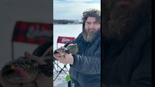 Alaskan ice fishing burbot spawning eelpout alaska outdoors fish icefishing fishing burbot [upl. by Reeher86]