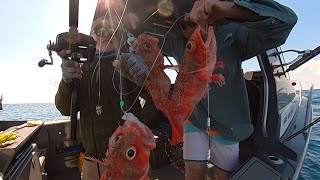 Jervis Bay offshore fishing [upl. by Nahtnanhoj]