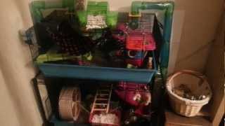 Hamster cage heaven metro Savic DOUBLE [upl. by Bekah]