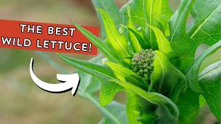 Everyone uses the BEST wild lettuce WRONG Are you [upl. by Aleafar]