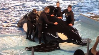 First Orca Encounter Full Show at SeaWorld San Antonio  February 22 2020 [upl. by Ynaffit864]