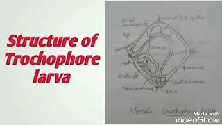 How to draw Trochophore Larva  Neris [upl. by Adnohrahs]