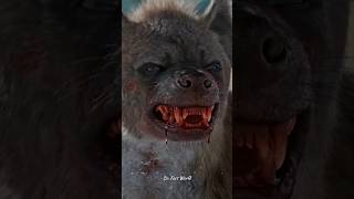 Hyenas vs Lion facts science shorts youtubeshorts hyena animals [upl. by Ydieh131]