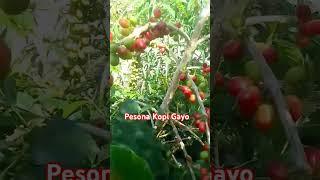 Pesona Kopi Gayo [upl. by Akaya]