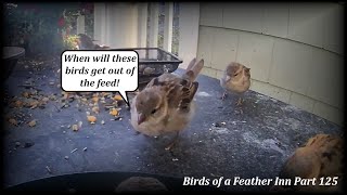 Birds Being Birds Shorter days are here at Birds of a Feather Inn Part 125 [upl. by Cleres266]