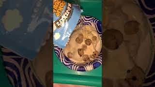 ASMR asmrshorts BenandJerrys Snackable Chocolate Chip Cookie Dough and Ice Cream [upl. by Valeria]