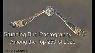 Stunning Bird Photos from 2020 Share the View International Nature Photography Contest [upl. by Audley]