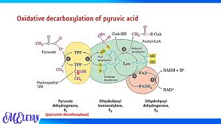 Oxidative decarboxylation and KREBS’ CYCLE [upl. by Namreg]