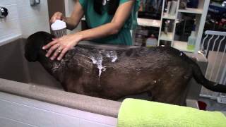 How to Bathe a ShortHaired Dog  Dog Grooming amp Care [upl. by Patin348]