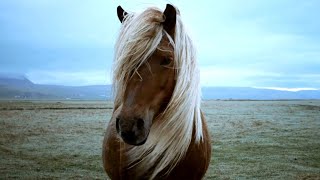 Le cheval dans le monde  LIslande une île qui possède un élevage de chevaux unique au monde [upl. by Michella588]