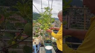 Fresh watermelon in the garden watermelon harvest rurallife garden gardening agriculture [upl. by Marja]