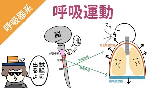 【肺】呼吸運動の仕組み（吸息時と呼息時の筋肉と神経） [upl. by Jecho]