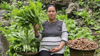 Ly Thi Ca Is 8 Months Pregnant  Harvesting Turmeric amp Green Vegetables Goes to market sell [upl. by Ecaj20]