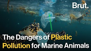 The Hidden Dangers of Plastics Pollution for Marine Animals [upl. by Murphy327]