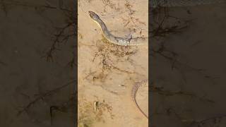 LARGE WATER SNAKE snake reptiles nature wildlife shorts [upl. by Hamaso74]