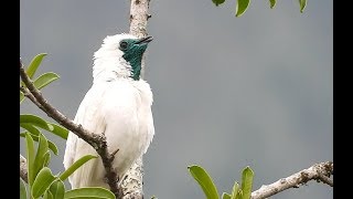 O canto da araponga  The song of Barethroated Bellbird Procnias nudicollis [upl. by Ijat]