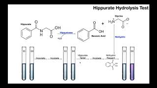 Hippurate Hydrolysis Test  Theory amp Results [upl. by Adnahsed]