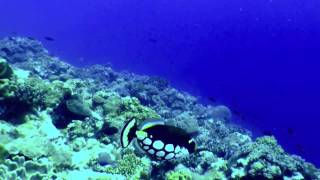 Fish Market at Great Sea Reef [upl. by Gahan]