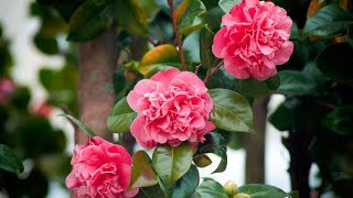 Las camelias y sus cuidados todo lo que necesitas saber  Bricomanía  Jardinatis [upl. by Eeleak]