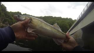 Ouverture Sandre dans le Cantal [upl. by Giffie]