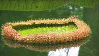 Sir Seewoosagur Ramgoolam Botanic Garden Pamplemousses Mauritius [upl. by Naitsirt45]