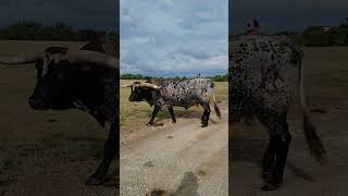 REBEL HR  The GOAT texaslonghorn longhorn cow bull worldrecord whitlocklonghorns farming [upl. by Zilvia]