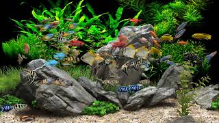 Dream Aquarium  2 Hours  8 Tanks 4K [upl. by Egiedan]