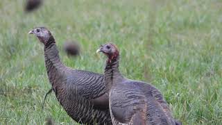 Gaggle of turkeys 🦃 at William L Finley wildlife refuge Turkey Bird [upl. by Ical745]