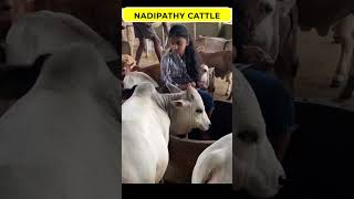 Short cows 😲 omg how reels life village farm pets reels love india youtube tiktok [upl. by Malory635]