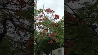 FLAME TREE FLOWERS [upl. by Akiria]