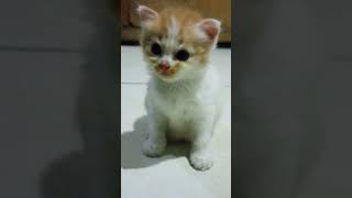 🔴Orange Cat And Baby Cat Meow🐱♥️ kitten catvideos cat catlover [upl. by Kerwinn]