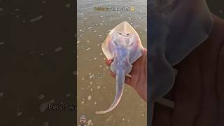 Rescued Most Venomous Stingray😱😱 stingray shark oceancreatures fishing oceanrescue oceanlife [upl. by Eannaj]