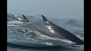 Baleines de Tadoussac sur le saint Laurent [upl. by Myo]