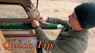 Attaching leg mount transmitters Quick Tip [upl. by Harolda765]