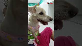 Tenho alergia na pele e irei tomar medicação sempre pets [upl. by Korey]