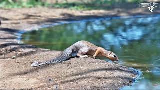 Squirrel Doing A Long Stretch 🐿 [upl. by Natek98]