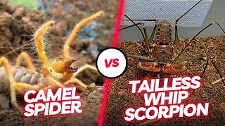 🔥 Arachnid Duel Witness the Intense Encounter Between the Tailless Whip Scorpion and Camel Spider [upl. by Sacram]