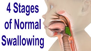 The 4 Stages of Swallowing Biomechanics amp Bolus Movement [upl. by Brigitte]