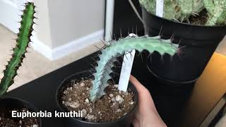 My Euphorbia Collection Update January 2019 [upl. by Atikram122]