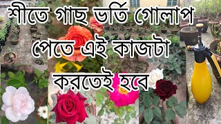 অক্টোবর মাসের গোলাপের পরিচর্যাrosecare rooftoppruningplantomycinfungicide [upl. by Iver701]