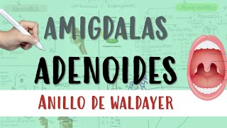 AMIGDALAS ADENOIDES amigdalitis anillodewaldayer tonsilas otorrino otorrinolaringologo [upl. by Duomham630]