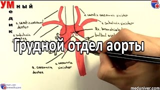 Анатомия и ветви грудного отдела аорты  medunivercom [upl. by Lotsirb]