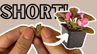 How to Grow Begonias from Seed  shorts [upl. by Hillie]