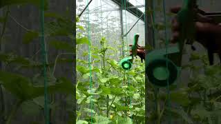 asmr asmrsounds farmer melon farming melonfarm tapetool for melon plants [upl. by Edna]