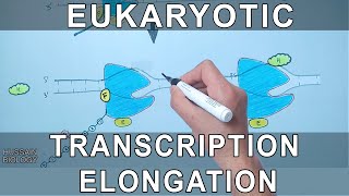 Transcription Elongation in Eukaryotes [upl. by Renrew757]