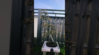 Larch Bonsai in Fall bonsai bonsaitree garden gardening trees plants botanicalgarden [upl. by Barny]