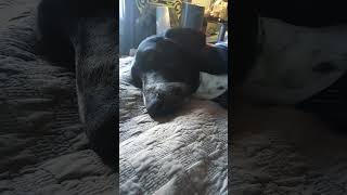 Caesar Milan is a hack I am the true dog whisperer dog animals trending viralvideo facts [upl. by Relluf]