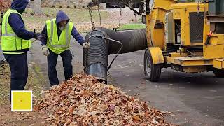 Greeneville Grapevine  Fall Leaf Collection [upl. by Dean]