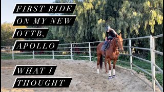 First ride on my OTTB Apollo What I Thought [upl. by Wessling906]